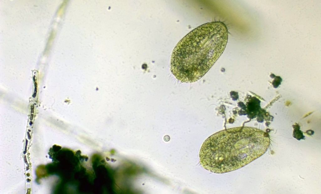 Oxytrichidae in divisione